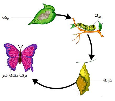 دورة حياة الفراشة للأطفال