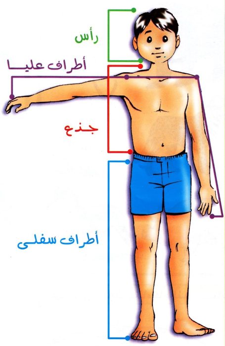 أجزاء جسم الإنسان للأطفال
