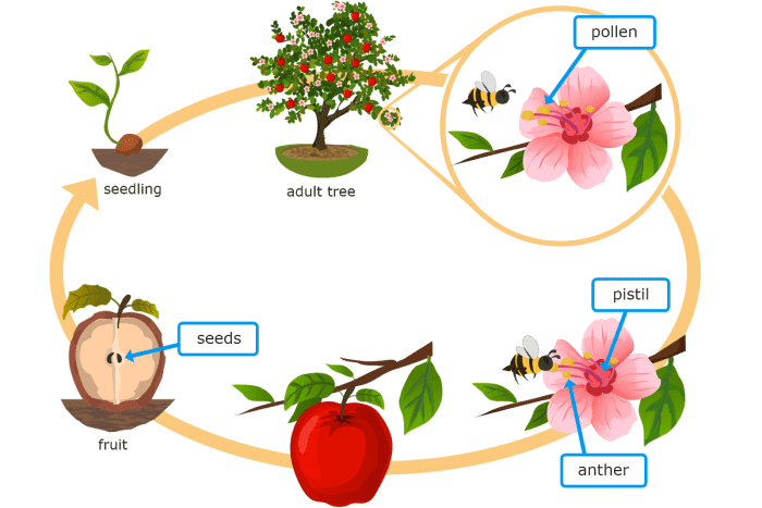 دورة حياة النبات للأطفال