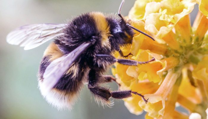 معلومات عن النحل للأطفال وأنواعه وفوائده