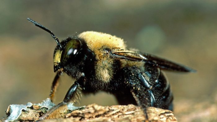 معلومات عن النحل للأطفال وأنواعه وفوائده