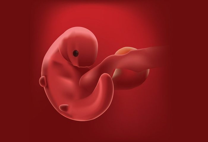 شكل الجنين في الأسبوع الرابع من الحمل