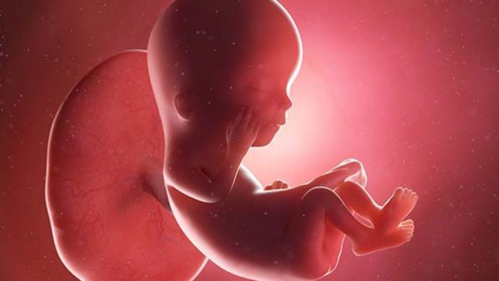 متى ينتقل الجنين من الرحم إلى البطن؟