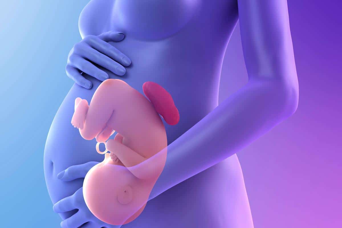 متى ينتقل الجنين من الرحم إلى البطن؟