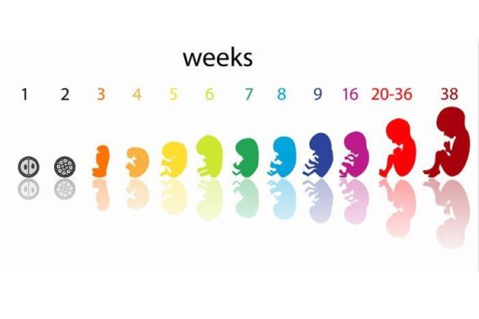 مراحل نمو الجنين بالصور شهريًا