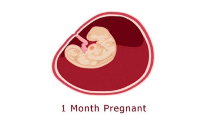 كيف تكون حركة الجنين في الشهر الأول
