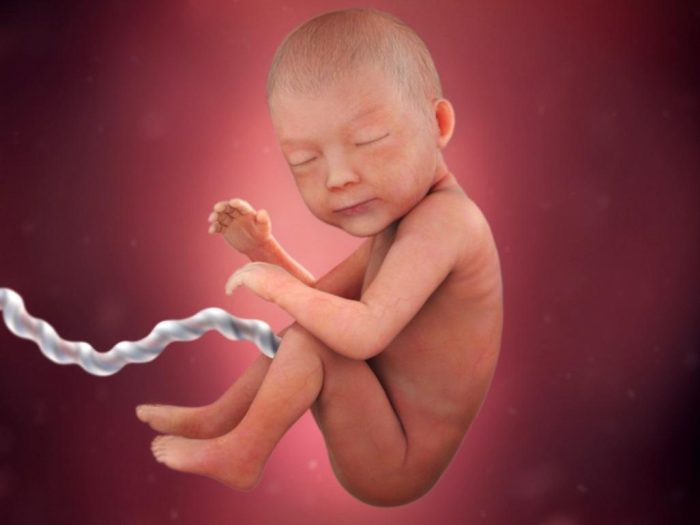 وضعية الجنين الذكر في الشهر الخامس