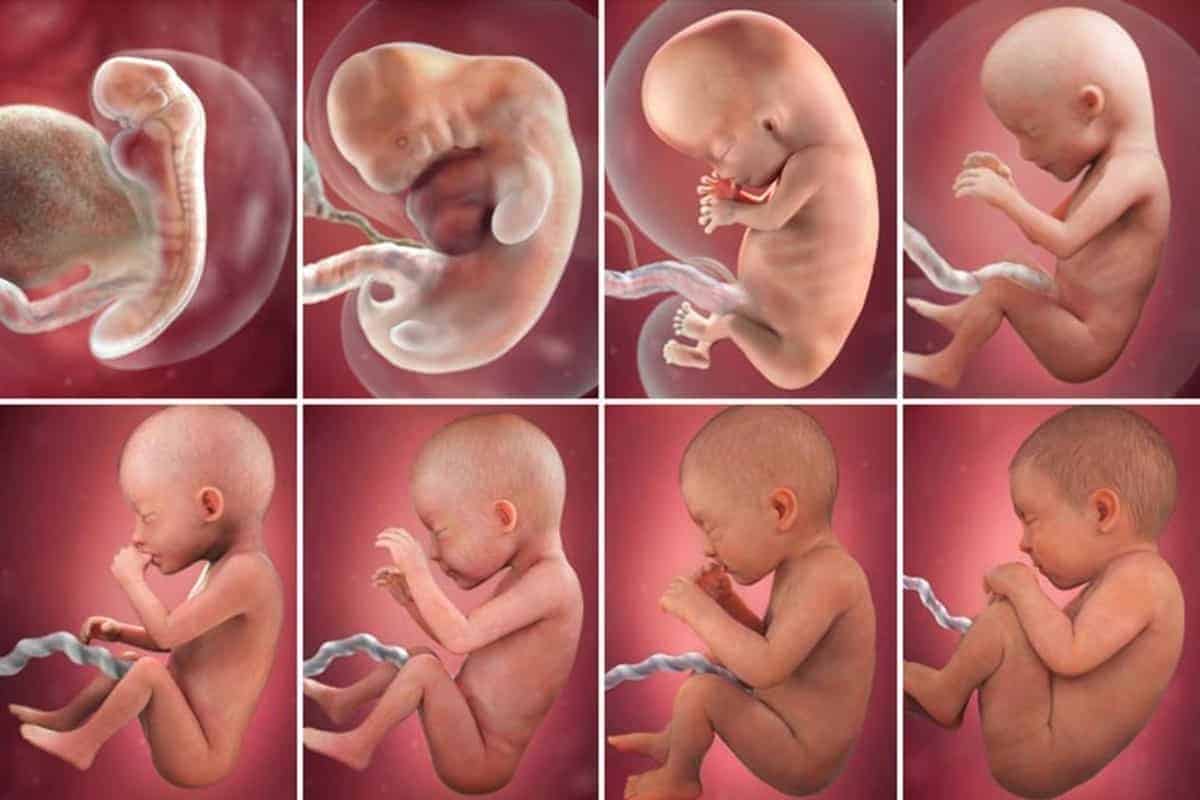 تطورات الجنين خلال الشهر الخامس