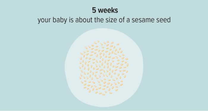 حجم الجنين في الأسبوع الخامس
