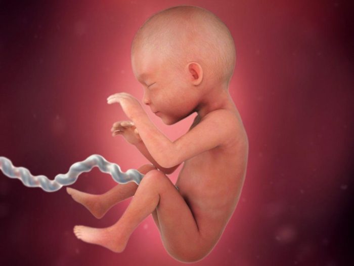 مراحل نمو الجنين بالصور شهريًا