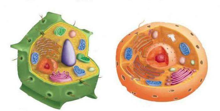 ما الفرق بين الخلية النباتية والخلية الحيوانية