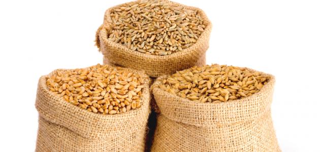 ما الفرق بين الشعير والقمح والشوفان